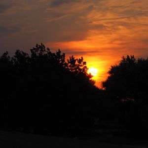 Sonnenuntergang hinter Bäumen