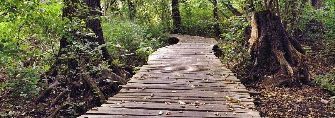 Holzpfad im Wald